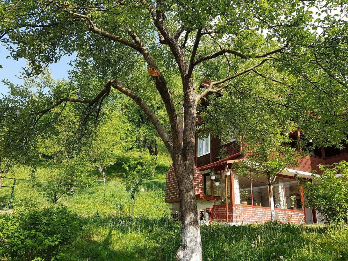 Casa Colt De Rai Villa Brezoi Buitenkant foto
